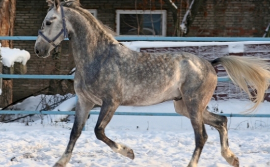 В Орловской области будет создан филиал Пермского конного завода №9