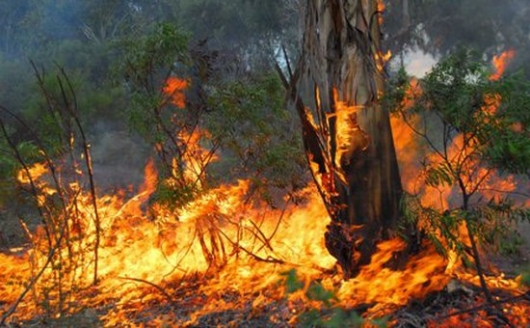Лучшим лесным пожарным страны оказался пермяк