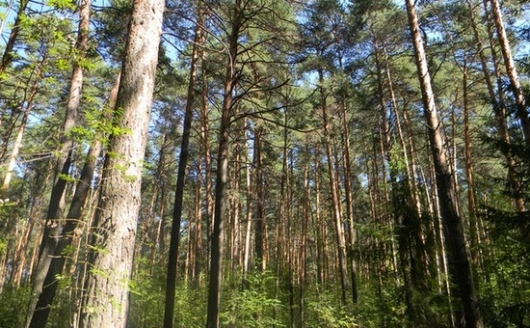 В Черняевском лесу посажены сосны