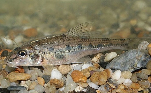 В Гайве обнаружены очень редкие виды рыб