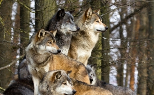 Волки в Лысьвенском районе (ВИДЕО)