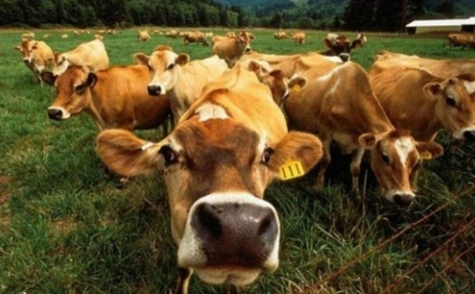 Погибли арестованные коровы