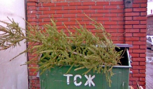 Пермякам грозит кара за брошенные новогодние елки