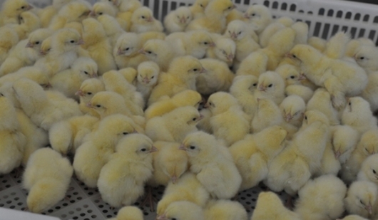 Второе рождение пермской птицефабрики